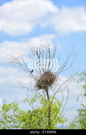 Elster Nest auf einem Baum im sonnigen Tag Stockfoto