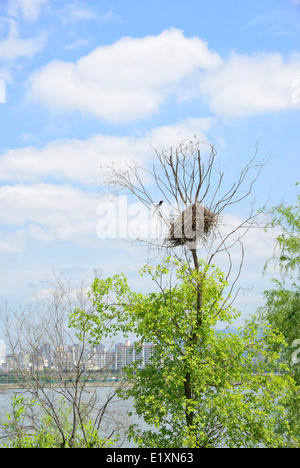 Elster Nest auf einem Baum im sonnigen Tag Stockfoto