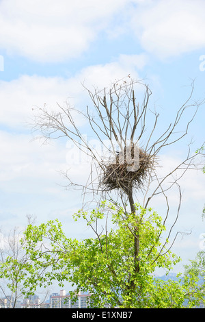 Elster Nest auf einem Baum im sonnigen Tag Stockfoto