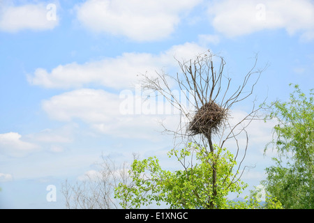Elster Nest auf einem Baum im sonnigen Tag Stockfoto