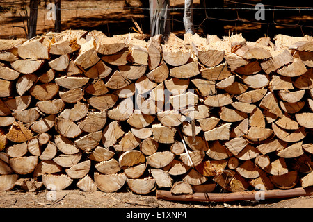 Schneiden Sie Protokolle für Kraftstoff Eukalyptus Wald Los Pellines Chile gestapelt Stockfoto