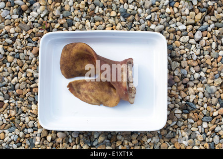 Schweine Ohr Delikatesse Essen Gericht Schweinefleisch kochen cook Stockfoto