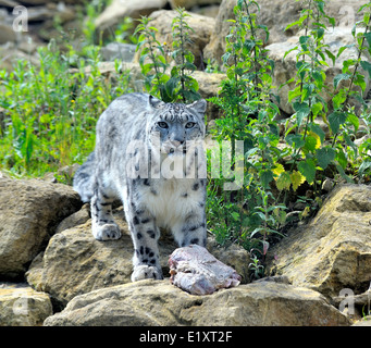 Snow Leopard im Twycross Zoo England UK Stockfoto