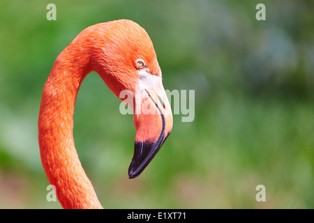 Flamingo im Whipsnade zoo Stockfoto