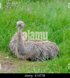 Darwins Rhea Pterocnemia Pennata Twycross Zoo England UK Stockfoto