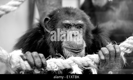 Ein Porträt von einem alten Schimpansen in Twycross Zoo England UK Stockfoto