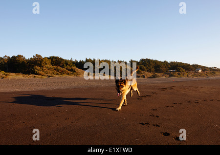 Deutscher Schäferhund mit Zunge hängt heraus Sandstrand entlang, auf den Pazifischen Ozean Los Pellines chile Stockfoto