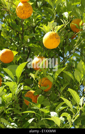 Mandarinen auf einem Baum Stockfoto