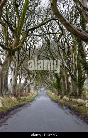 die dunklen Hecken Buche Baum Allee im Winter Spiel der Throne kings Road County Antrim-Nordirland Stockfoto