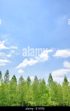 bewölkten Himmel und Bäume in sonniger Tag Stockfoto