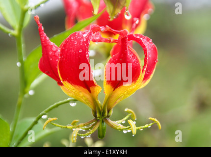 Rot Gloriosa Lily (Gloriosa Superba), Bilder aus dem Monat April Tanzaniain Stockfoto