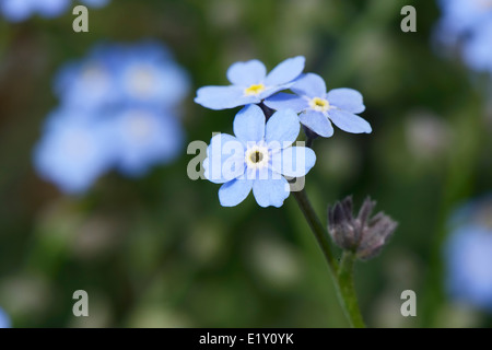 Nahaufnahme des blauen Myosotis Blumen im Frühling Stockfoto