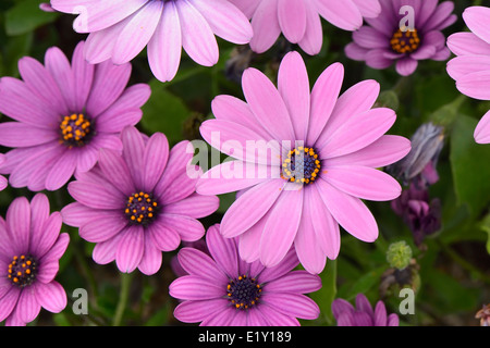 Nahaufnahme von lila Dimorphotheca Blumen im Frühling Stockfoto