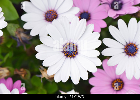 Nahaufnahme des weißen Dimorphotheca Blumen im Frühling Stockfoto