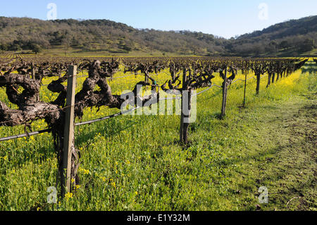 Weinberg-Blumen Stockfoto