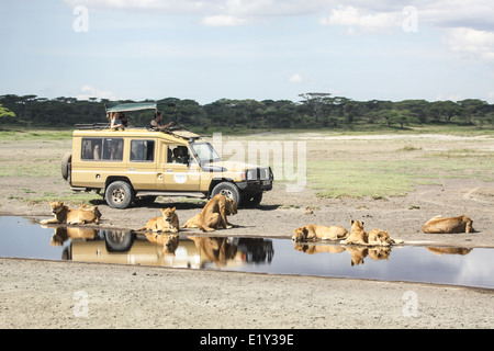 Afrika, Tansania, Ngorongoro Conservation Area (NCA), Löwen und ein Touristen-Fahrzeug in der Savanne Stockfoto