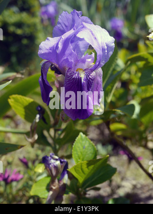 Violette Iris fotografiert in Portugal Stockfoto