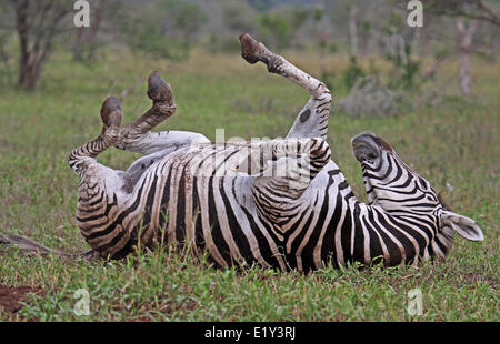 Liegenden Ebenen Zebra, Südafrika Stockfoto