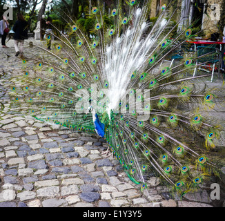 Männlicher Pfau spreizt seine Rute Stockfoto