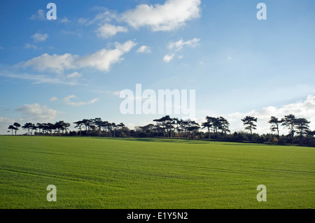 Rasen auf Ackerland in Bawdsey, Suffolk, UK angebaut. Stockfoto