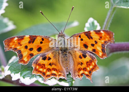 Komma Schmetterling, Tierwelt Stockfoto