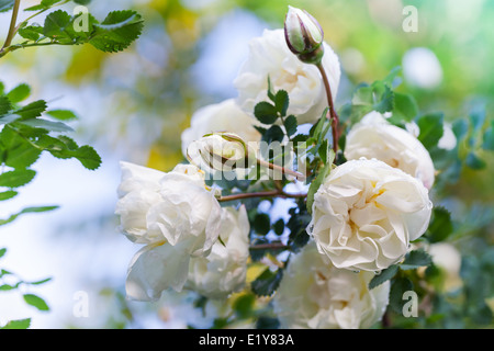 Weiße Rosen auf dem Ast im Garten Stockfoto