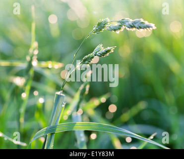 Frischen grünen Rasen nach dem Regen, Makro-Foto Stockfoto