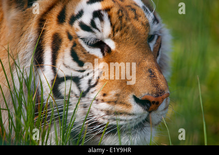 Tierische Mammel Bengal Tiger Zoo Sandown Isle Of Wight England UK Stockfoto