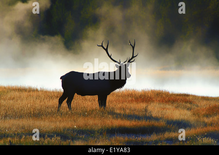 Silhouette Stier Elch am Morgen entlang der Madison River bei Sonnenaufgang. Stockfoto