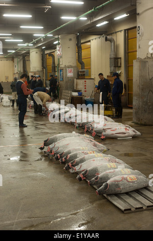 Käufer bei Thunfisch Auktion im Tsukiji-Fischmarkt, Tokyo, Japan-Inspektion Fisch probieren Kürzungen für Konsistenz und Qualität des Fleisches Stockfoto