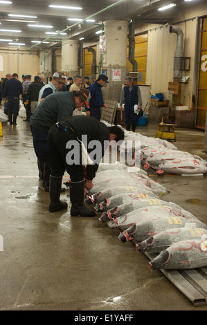 Käufer bei Thunfisch Auktion im Tsukiji-Fischmarkt, Tokyo, Japan-Inspektion Fisch probieren Kürzungen für Konsistenz und Qualität des Fleisches Stockfoto