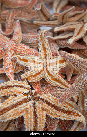 Getrocknete Seesterne im outdoor-Markt, Yau Ma Tei, Kowloon, Hong Kong Stockfoto