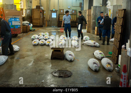 Käufer bei Thunfisch Auktion im Tsukiji-Fischmarkt, Tokyo, Japan-Inspektion Fisch probieren Kürzungen für Konsistenz und Qualität des Fleisches Stockfoto