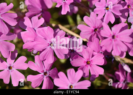 Nahaufnahme von rosa Phlox Subulata Blüten im Frühjahr Stockfoto