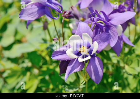 Nahaufnahme von lila Akelei Blumen im Frühling Stockfoto