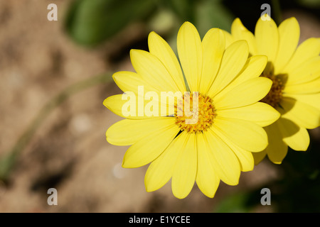 Nahaufnahme des gelben Dimorphotheca Blumen im Frühling Stockfoto