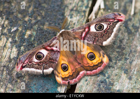 Männliche Kaiser Motte (saturnia pavonia) auf einer Promenade Stockfoto