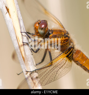 Seltene Chaser Libelle (Libellula fulva) Stockfoto