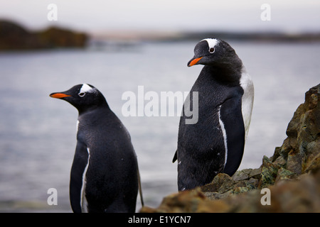 Pinguine auf den Felsen in der Antarktis, das Wasser im Hintergrund stehend Stockfoto