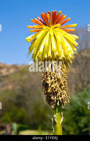 Kniphofia Uvaria, auch bekannt als Tritoma, Fackel Lily oder Red Hot Poker Stockfoto