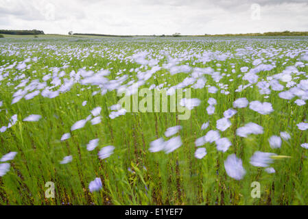 11. Juni 2014. Ein Feld von Leinsamen bricht in Blume auf Ackerland in der Nähe von Hamerton, Cambridgeshire UK. Temperaturen in der Mitte 20 Grad Celsius und häufiges Duschen haben dazu beigetragen, dass schnelles Wachstum der Pflanzen. Die Ernte, auch bekannt als Flachs hat eine auffallende blaue Blume. Flachs wird für die Verwendung als Speiseöl, als Nahrungsergänzungsmittel und als Zutat in vielen Holzveredelung Produkte angebaut. Flachs wird auch als Zierpflanze in Gärten angebaut. Flachsfasern können verwendet werden, um Leinen zu machen. Stockfoto