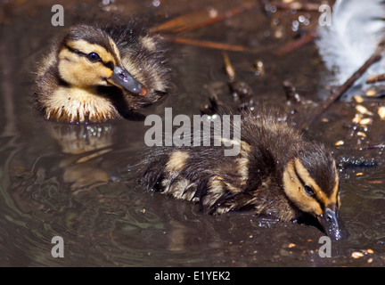 Zwei Mallard Enten (Anas Platyrhynchos) schwimmen Stockfoto