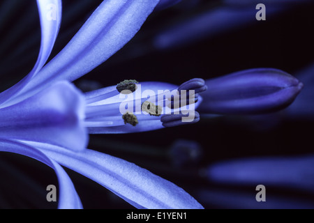 Agapanthus-Makro Stockfoto