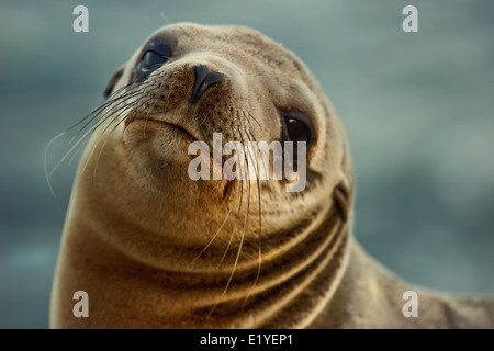 Seelöwen-Nahaufnahme Stockfoto