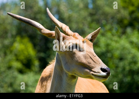 Gemeinsame Eland (Tauro Oryx), auch bekannt als die südlichen Eland oder Eland-Antilopen Stockfoto