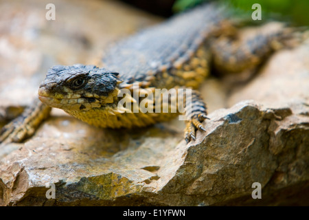 Riese geringelt Eidechse (Cordylus Giganteus), auch bekannt als Sungazer, stacheligen-tailed Rieseneidechse oder Riesen zonure Stockfoto