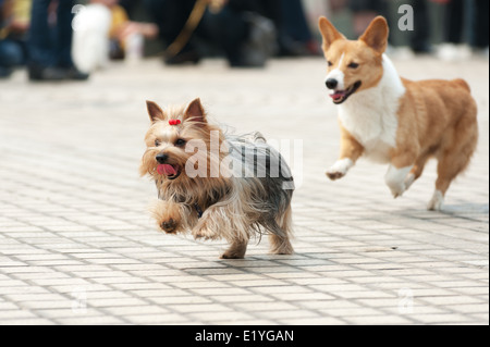 Zwei Pudel Hunde laufen auf dem Rasen Stockfoto