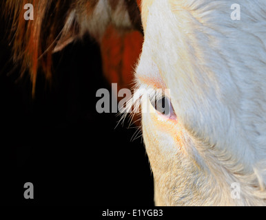Porträt eines Ochsen Stockfoto