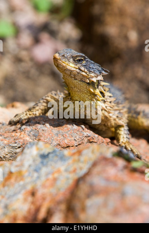 Riese geringelt Eidechse (Cordylus Giganteus), auch bekannt als Sungazer, stacheligen-tailed Rieseneidechse oder Riesen zonure Stockfoto