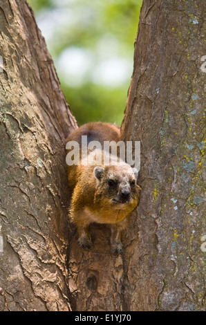 Schliefer Rock oder Rock Dachs (Procavia Capensis; auch genannt Cape Schliefer) Stockfoto